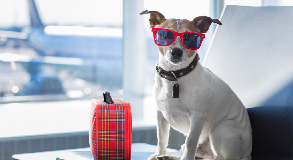 traveling and flying with dogs